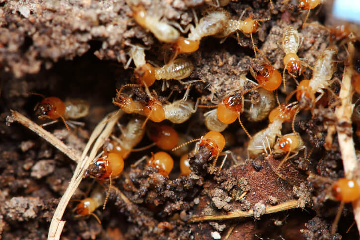 Termite Castes
