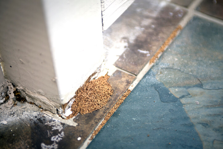termite infestation sign droppings of termites