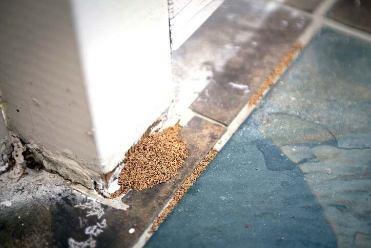 Termite Droppings