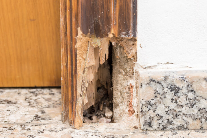 Termite Infestation