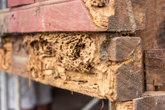 termite inspection damaged wood