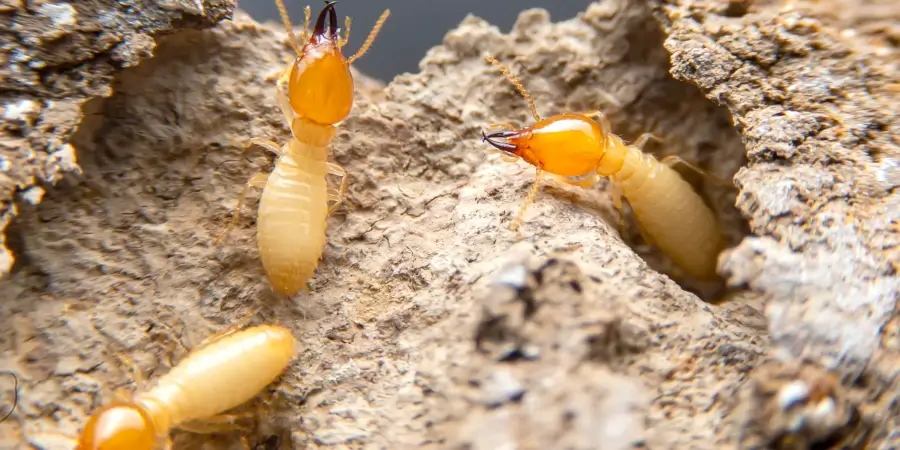 what termites look like